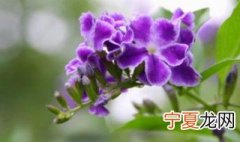 金露花换盆最佳方法 金露花换盆方法
