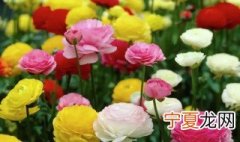 花毛茛的花期多久 花毛茛的花期