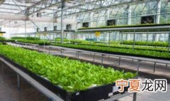 水培蔬菜的简易方法 如何水培蔬菜