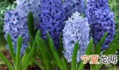 冬天水培风信子的方法 冬天如何水培风信子