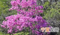 紫花风铃木的品种 紫花风铃木是几年生植物