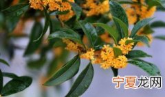 桂花树的插栽方法 桂花树扦插方法介绍