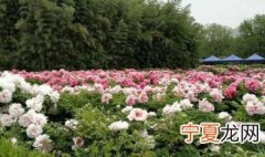 洛阳哪个公园的牡丹最好 洛阳牡丹花会哪个牡丹园最好