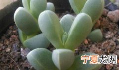 鹿角海棠下面杆干了 鹿角海棠茎干枯了