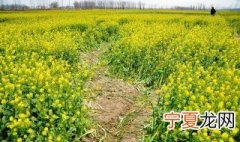 冬油菜的正确方法 冬油菜正确的种植时间和种植方法