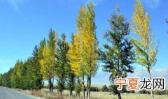 白杨树长什么样 白杨树长什么样子