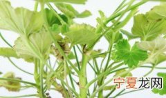 天竺葵养护注意事项 天竺葵的养护方法