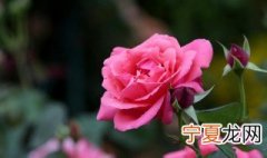 什么花四季开花香味浓 什么花香味浓还四季开