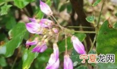 乌头草长虫了怎么办 何首乌叶子生虫怎么办