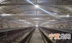 鸡舍通风管理方法 封闭鸡舍如何做好通风管理？