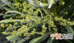 金边巴西铁树的养殖方法和注意事项 金心巴西铁树的养殖方法和注意事项