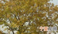 元宝枫育苗方法 育苗的步骤介绍
