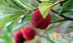 树叶发黄掉叶怎么解决 树叶发黄掉叶怎么办