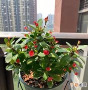 兰花小叶虎刺梅的养殖方法，刺梅的养殖方法和注意事项有哪些