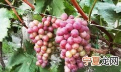 没有冰箱葡萄怎么保存 没有冰箱葡萄保存方法介绍