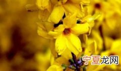 连翘长什么样视频 连翘长什么样