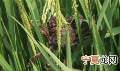 稻田蟹怎么保存 可以保存多久呢