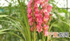 大花蕙兰怎么养才能开花 大惠兰花怎么养殖方法和注意事项