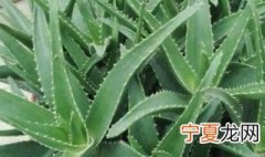 库拉索芦荟的养殖方法和注意事项 盆栽库拉索芦荟的养殖方法和注意事项