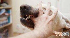 狗狂犬病会吐血