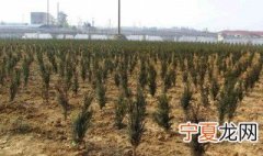 红豆杉移栽后注意事项 冬季移栽红豆杉要点