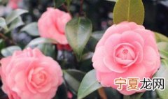 甘肃适合养什么花好养室内 武威适合养什么花