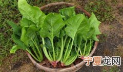 阳台菠菜怎么种 家里怎么种菠菜