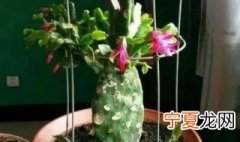 仙人球嫁接蟹爪兰步骤 仙人球嫁接蟹爪兰方法