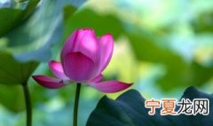 水缸养荷花平时应该如何养护 水缸养荷花如何保证水质