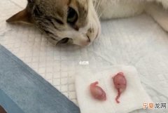 公猫绝育后多久洗澡，猫绝育后多久可以洗澡