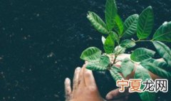 紫叶酢浆草喜阴还是喜阳 酢浆草喜阴吗