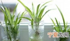 水养吊兰为什么怎么养都长不快 吊兰能一直养在水里吗