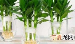 怎样水培富贵竹才能快速生根 怎么水培富贵竹