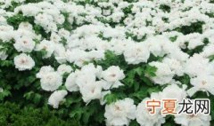 牡丹为什么又叫牡丹 牡丹为什么叫做牡丹呢