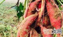 怎样种红薯 红薯的种植方法介绍