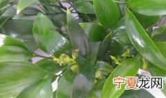 竹柏枯了怎么办 竹柏叶子干枯怎么补救