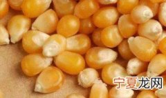 如何选玉米种子 怎样选玉米种子