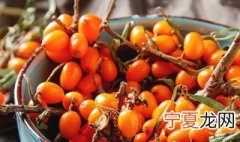 沙棘子养殖方法 怎么养沙棘子