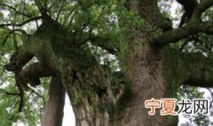 大樟树保护方法 如何保护大樟树