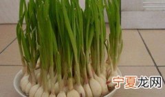 水培大蒜培育方法 怎么培育大蒜