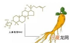 人参皂苷的作用