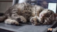 猫自己会找暖和的地方睡觉，猫咪为什么突然不在原来地方睡了