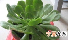 玉龙观音扦插的方法 玉龙观音如何扦插
