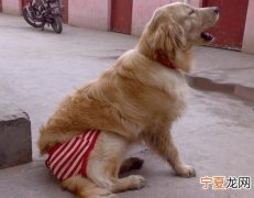狗的繁殖期是几月，狗的繁殖期是那段时间