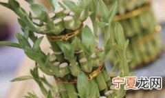 富贵竹怎么保存更长久 花瓶里放富贵竹怎样让它活得更久