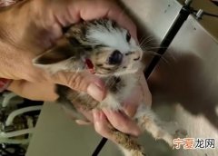 猫咪寄生虫怎么去除