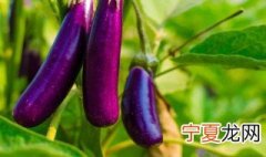 茄子怎么保存 茄子的保存方法