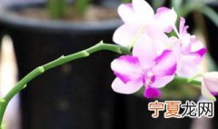 蝴蝶兰夏天怎么管理浇水 蝴蝶兰春天怎么浇水