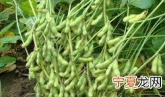 毛豆怎么保存 保存毛豆的方法