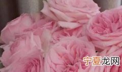 荔枝玫瑰为什么容易开炸 粉荔枝玫瑰容易炸